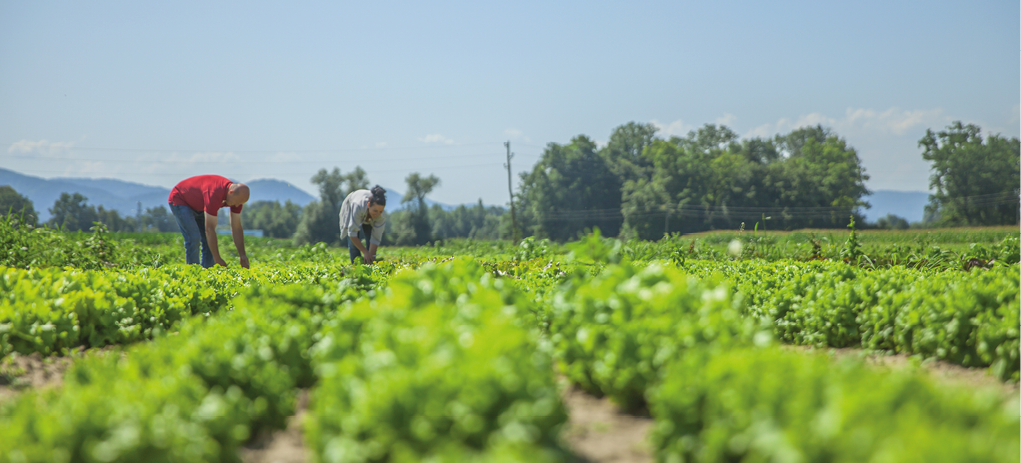 So many vegetables on this field  It s a nice summer day 