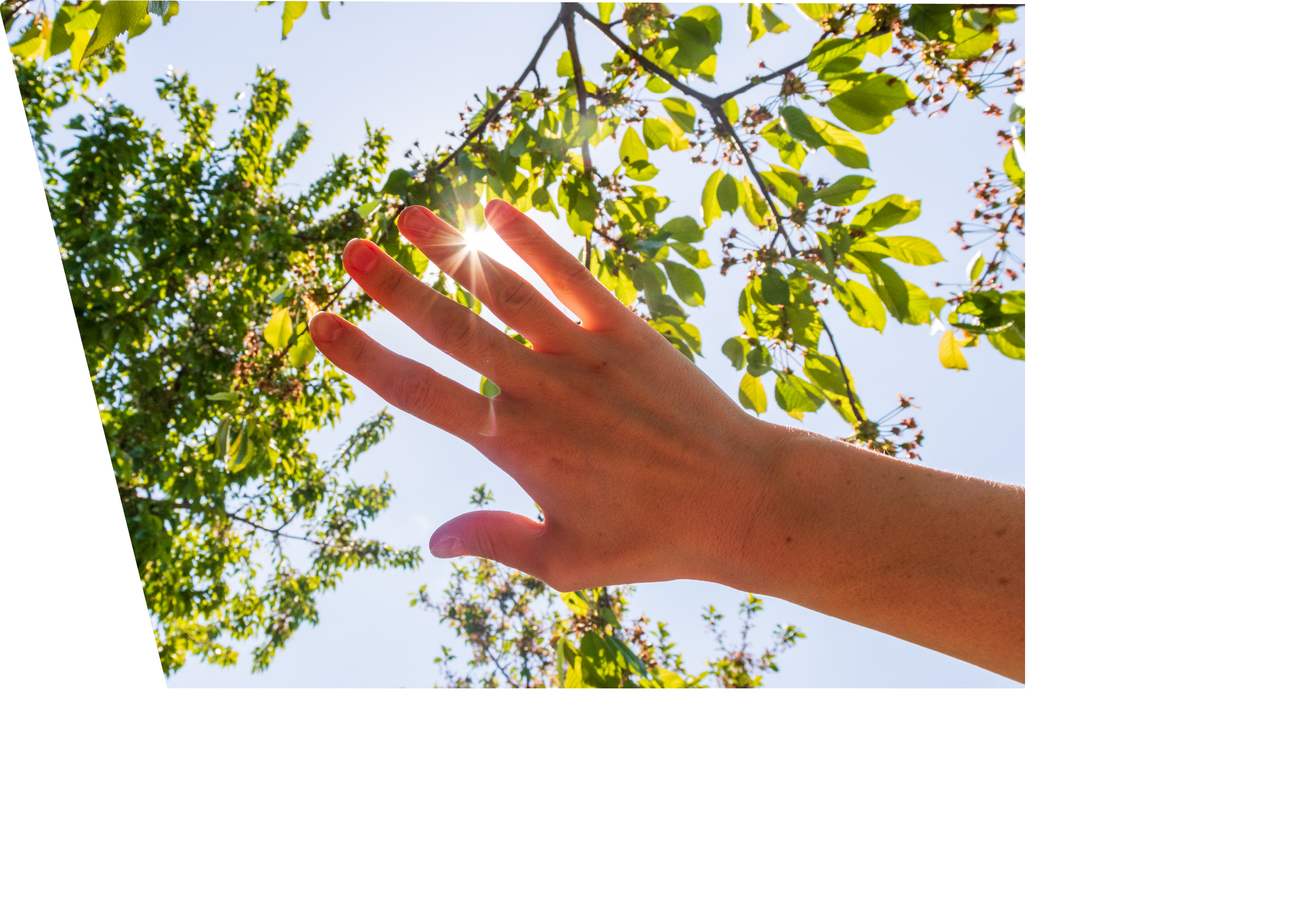 Faceless picture, man's hand covering sunlight, sun shiing through hand, image of human's hand covering sun, bright rays of sun, isolated over park or forest background. Nature concept.
