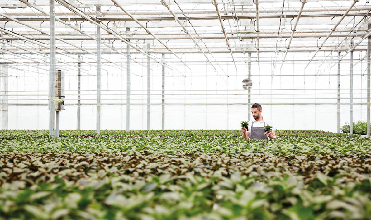 Young serious man gardener standing in greenhouse between plants