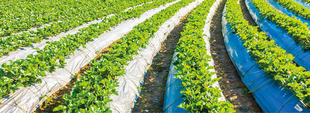 Beautiful landscape strawberry field and farm
