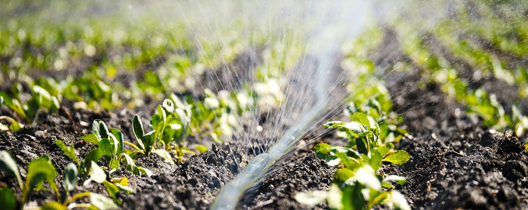 The green shoots of the seedlings emerge from the soil. Water sprinkler system in the morning sun on a plantation. Sprinkler irrigates vegetable crops.