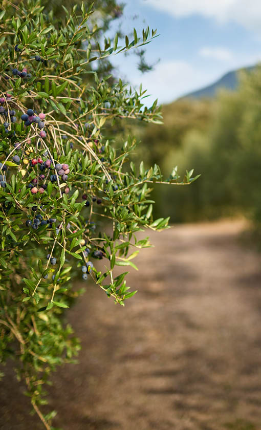Olive fruits on a branch.Fruits grown on the olive tree.