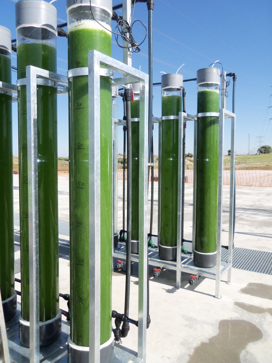 La instalación de microalgas de Arcos de la Frontera